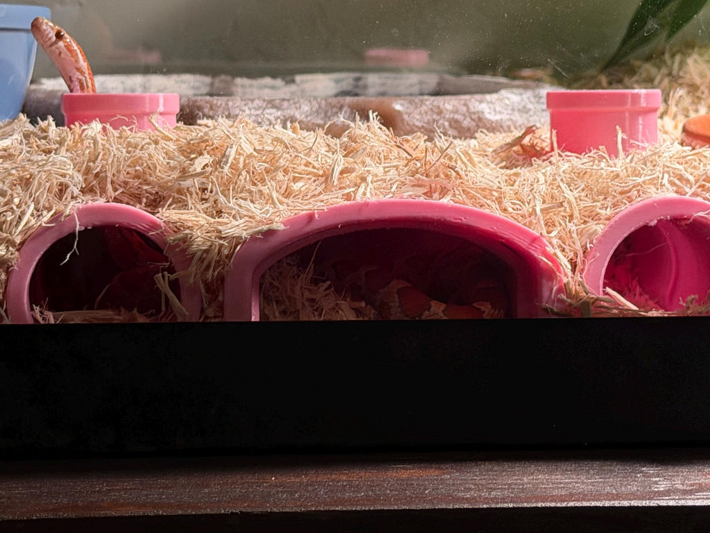 Burrow-View Snake Tunnel Hide | Press-to-Glass Front Openings | Open Bottom for Easy Access | Terrarium Enrichment
