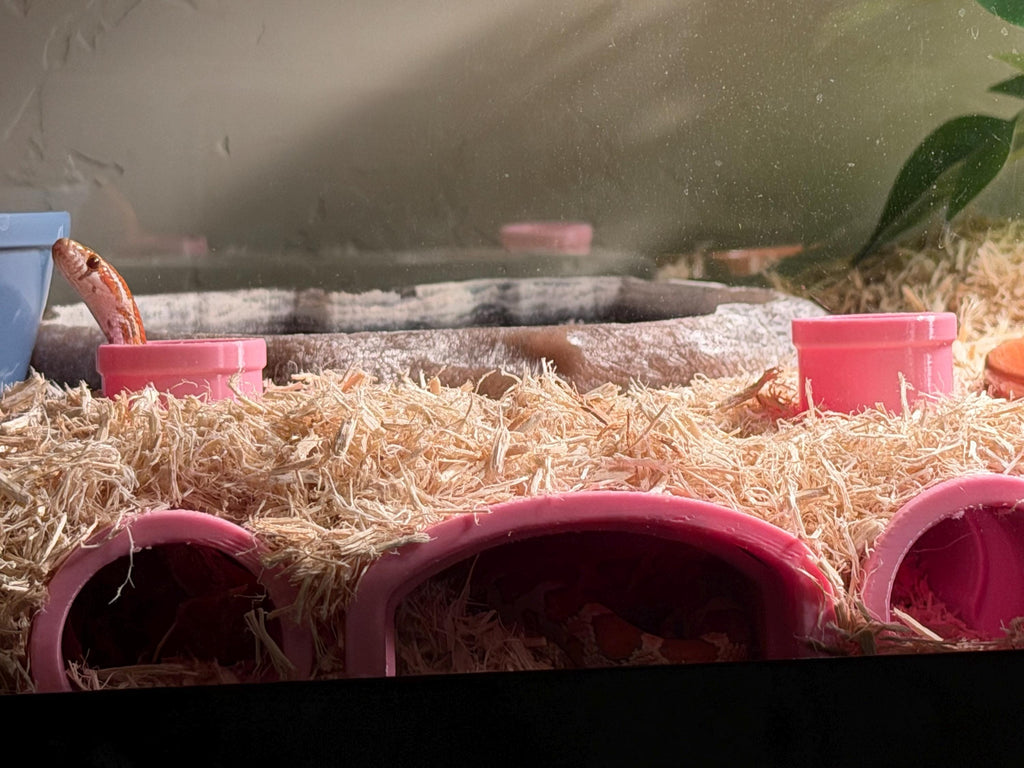 Burrow-View Snake Tunnel Hide | Press-to-Glass Front Openings | Open Bottom for Easy Access | Terrarium Enrichment
