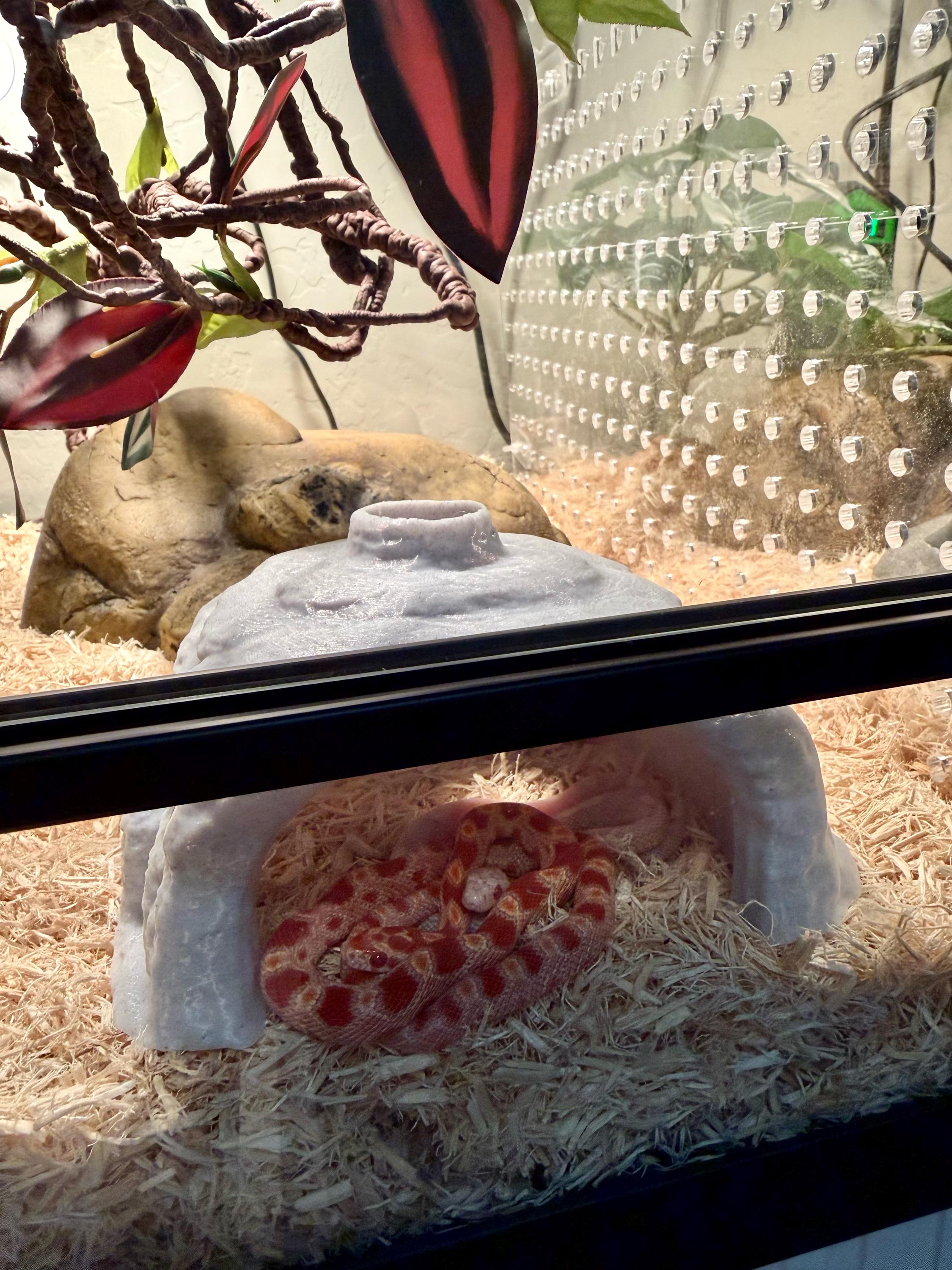 Stone Colored Snake or Reptile Hide for Small to Medium size snakes