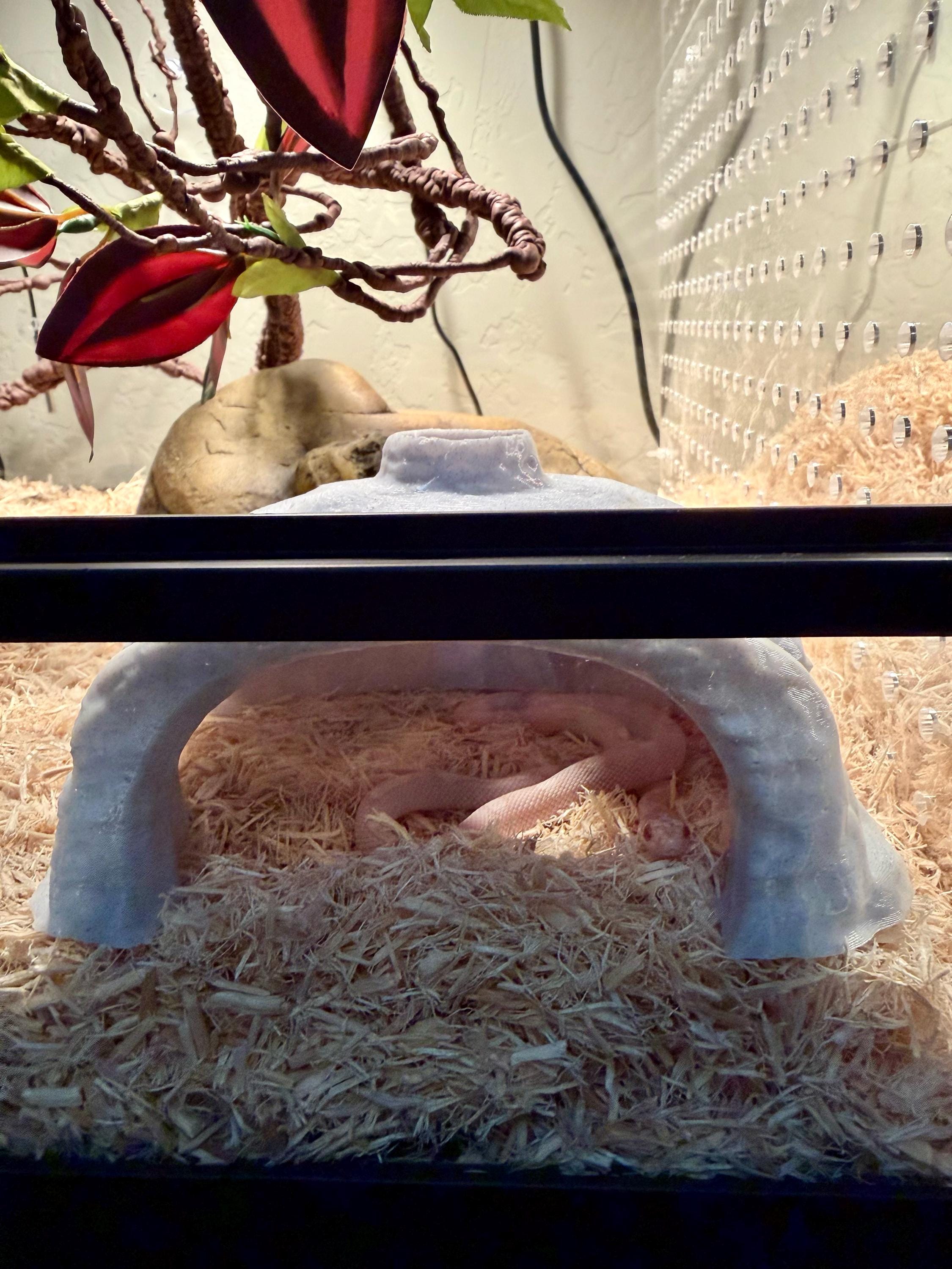 Stone Colored Snake or Reptile Hide for Small to Medium size snakes